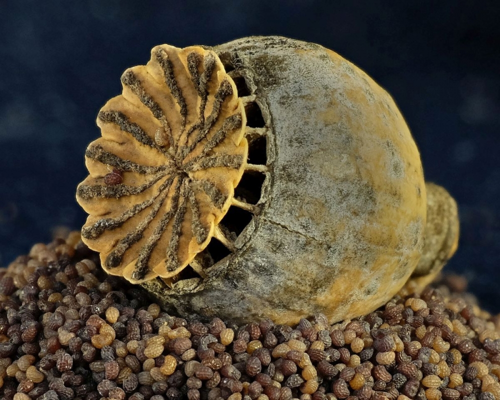 3rd-Poppy pod & cargo